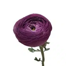 ranunculus-purple
