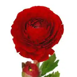 red-ranunculus