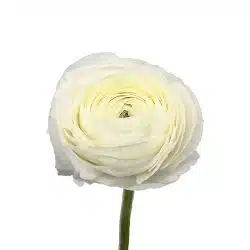 ranunculus-white