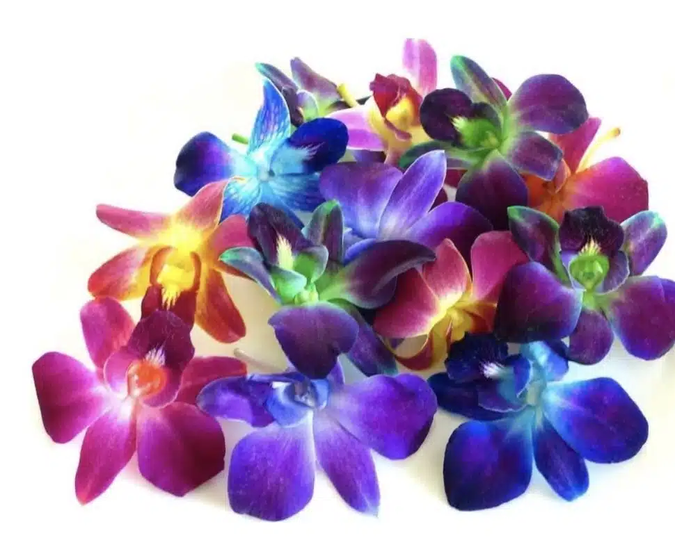 orchid bloom garnish