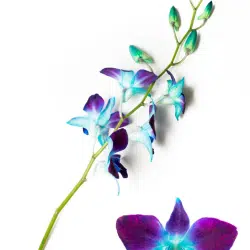 blue-orchids