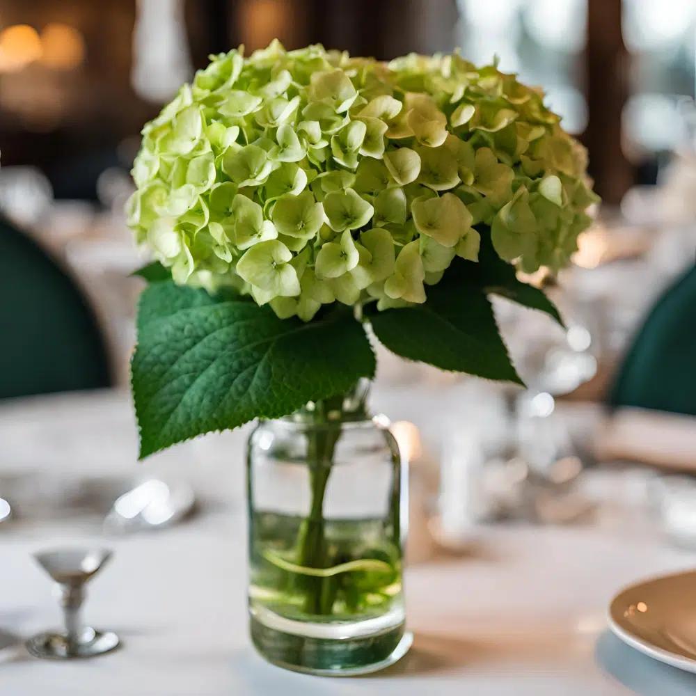 Introducing our Fresh Cut Mini Green Hydrangeas, a botanical symphony designed to elevate your restaurant's table and hostess stand floral decorations. These petite wonders redefine elegance with their vibrant green hues, adding a refreshing and captivating touch to your dining ambiance. Carefully handpicked at their peak, these Mini Green Hydrangeas bring a burst of natural beauty to each table. Their compact size makes them ideal for creating intimate, enchanting settings, infusing a sense of freshness that captivates diners. Placed at the hostess stand, these charming hydrangeas serve as a welcoming beacon, setting the tone for a memorable dining experience. Beyond their visual appeal, these miniature hydrangeas boast longevity, ensuring that your restaurant exudes sophistication throughout the day. The verdant green tones offer versatility, seamlessly complementing various decor styles and enhancing the overall aesthetic. Embrace the enchanting allure of Fresh Cut Mini Green Hydrangeas and let their botanical charm weave an atmosphere of refined grace in every corner of your restaurant.