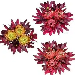 pincushion-protea-bouquet