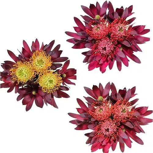 pincushion-protea-bouquet