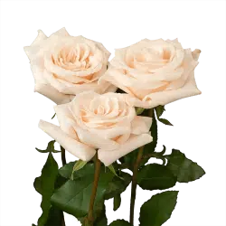 CHAMPAGNE-ROSE-2