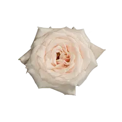 CHAMPAGNE-ROSE