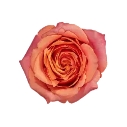 CHERRY-BRANDY-ROSE