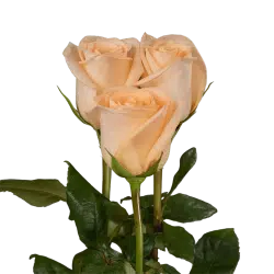 Alternative view of Tiffany Peach Rose
