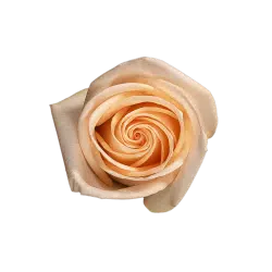 TIFFANY-PEACH-ROSE
