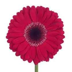 gerbera-black-center-burgundy