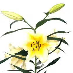 lily-oriental-conca-d-or-white-yellow