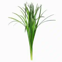 lili-grass