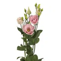 lisianthus-pink