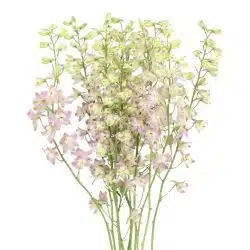 pink-delphinium