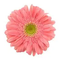 pink-gerber-daisy