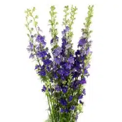 purple delphinium