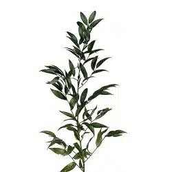 ruscus-italian-green