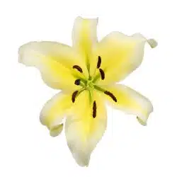 Alternative view of Yellow and White Oriental Lily