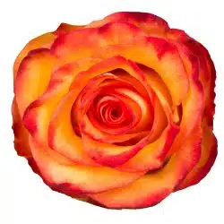 high and magig rose