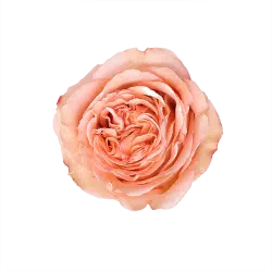 country-home-garden-rose