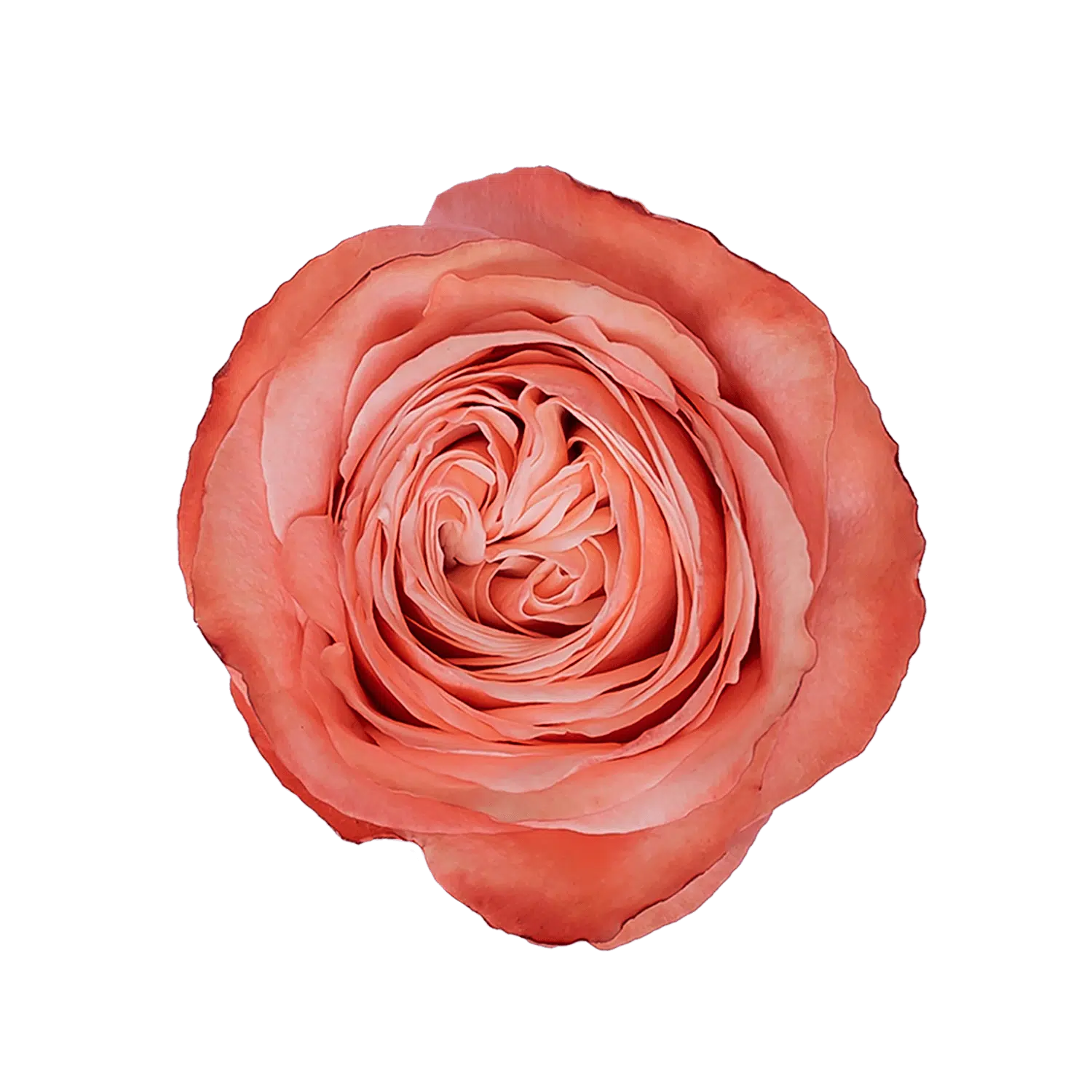 kahala-garden-rose