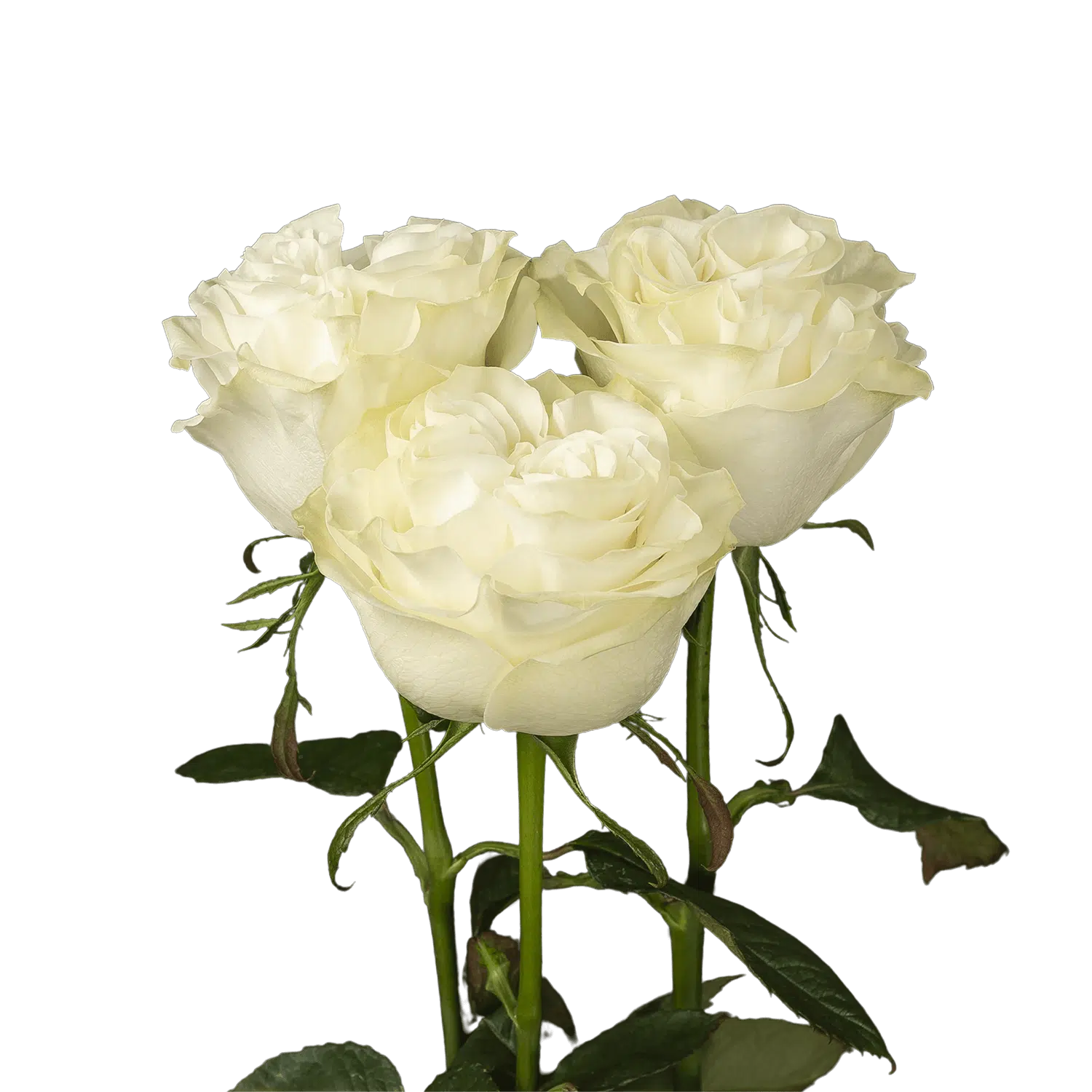 moonstone-garden-roses