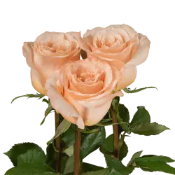 shimmer-garden-rose