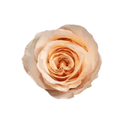 light-peach-garden-rose