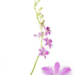 pink-splash-orchid
