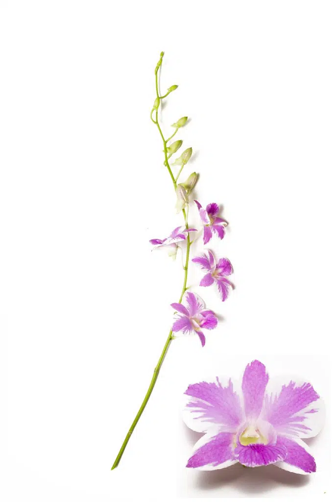 pink-splash-orchid