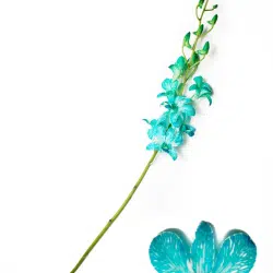 white-dyed-blue-orchids