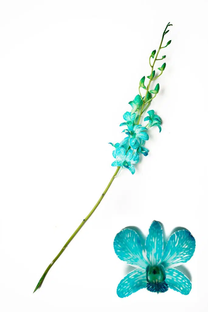 white-dyed-blue-orchids
