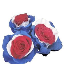 patriot-roses