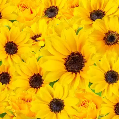 summer flowers